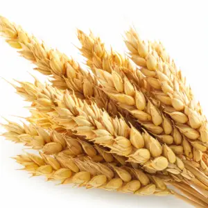 Gluten (2D4)